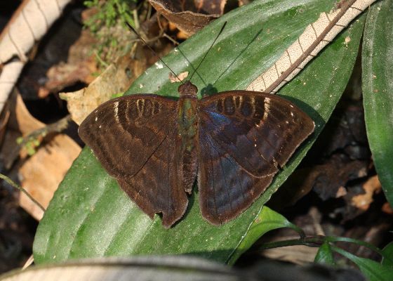 Euriphene schultzei male UPS